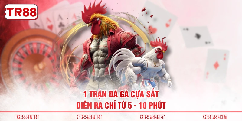 1 trận đá gà cựa sắt diễn ra chỉ từ 5 - 10 phút