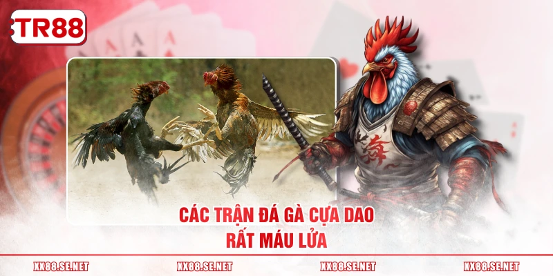 Các trận đá gà cựa dao rất máu lửa