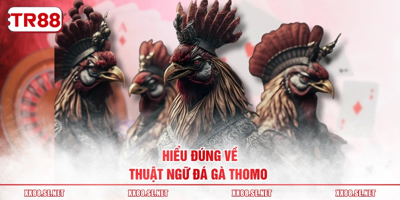 Hiểu đúng về thuật ngữ đá gà Thomo 