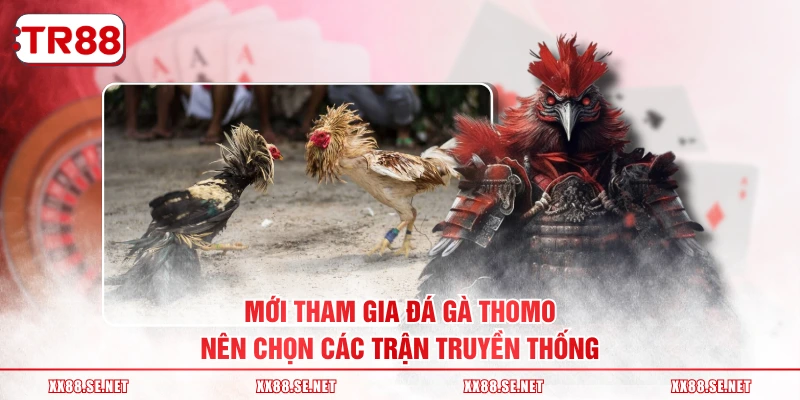 Mới tham gia đá gà Thomo nên chọn các trận truyền thống