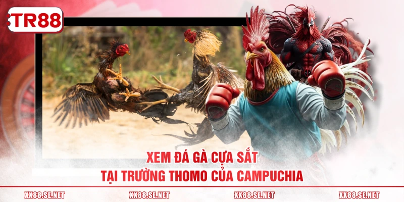 Xem đá gà cựa sắt tại trường Thomo của Campuchia